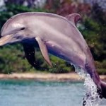 Sunset Cruise with Dolphin Swim